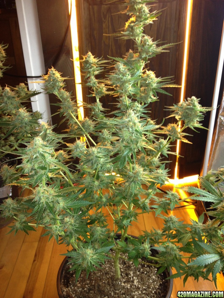 Grand Daddy Purp Grow from Seed