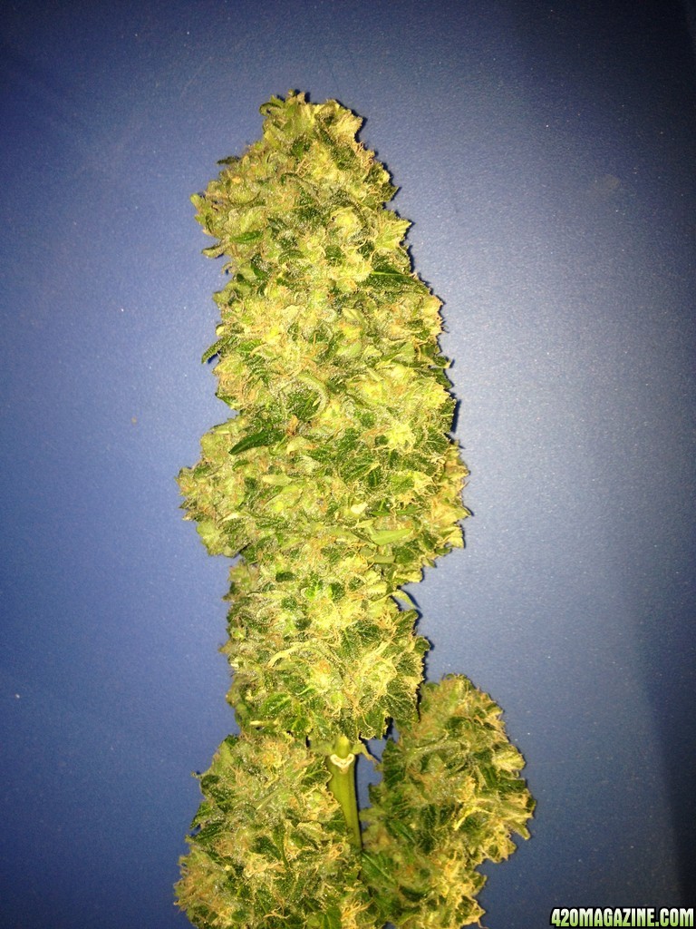 Grand Daddy Purp Grow from Seed