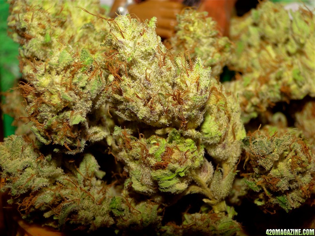 Grand Daddy Purple x Bubba Kush