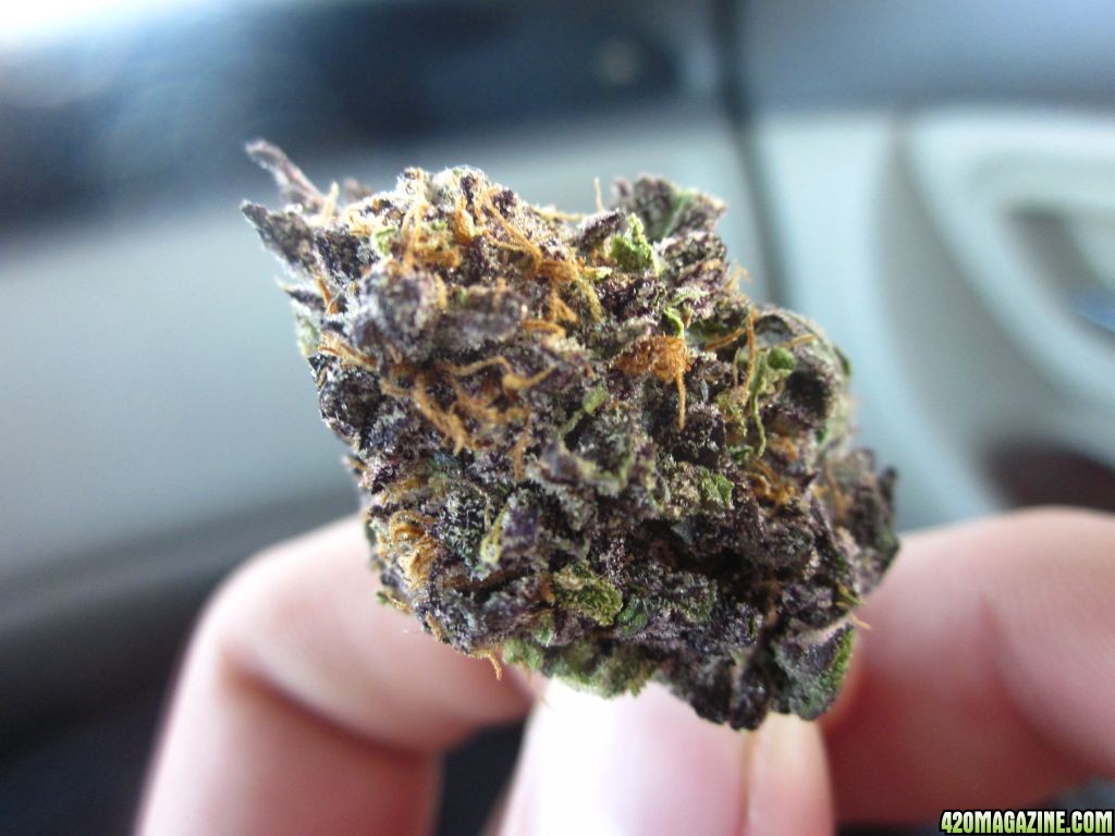 Grand Daddy Purple