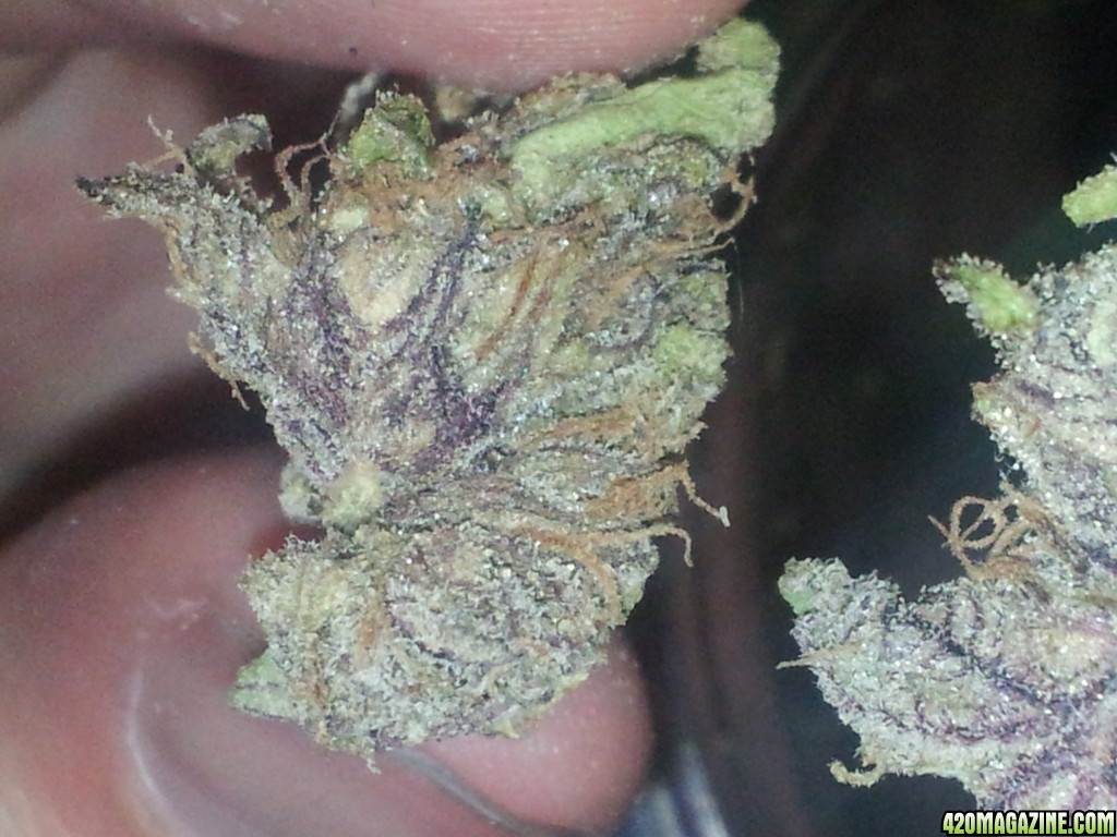 Grand Daddy Purple