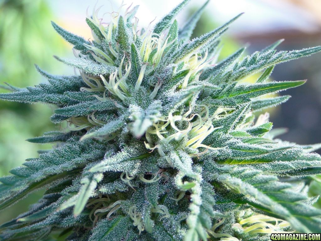 Grand_Daddy_Purple_x_AK-47_Closeup