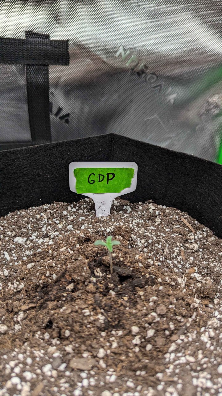 Granddaddy_Purple_Auto_seedling.jpg