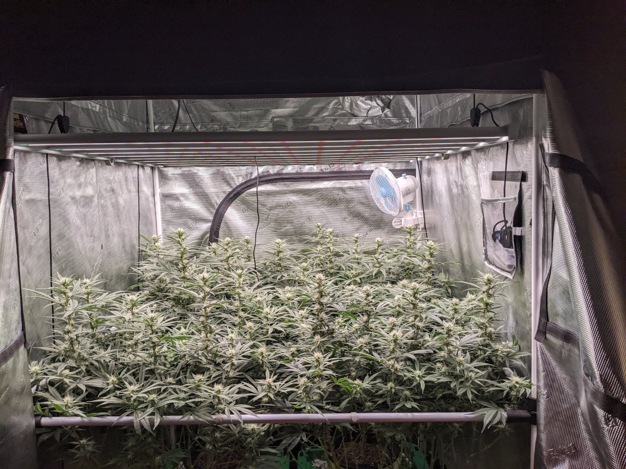 Grandmommy Purple - Herbies - Week 3 flower - Canopy