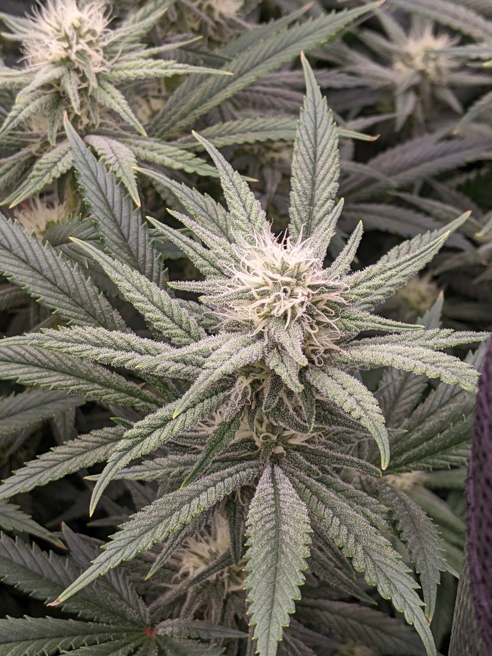 Grandmommy Purple - Herbies - Week 4 flower