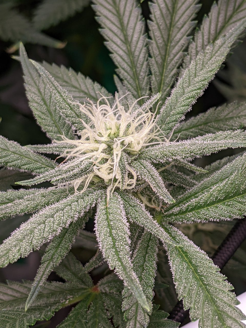 Grandmommy Purple - Herbies - Week 4 flower