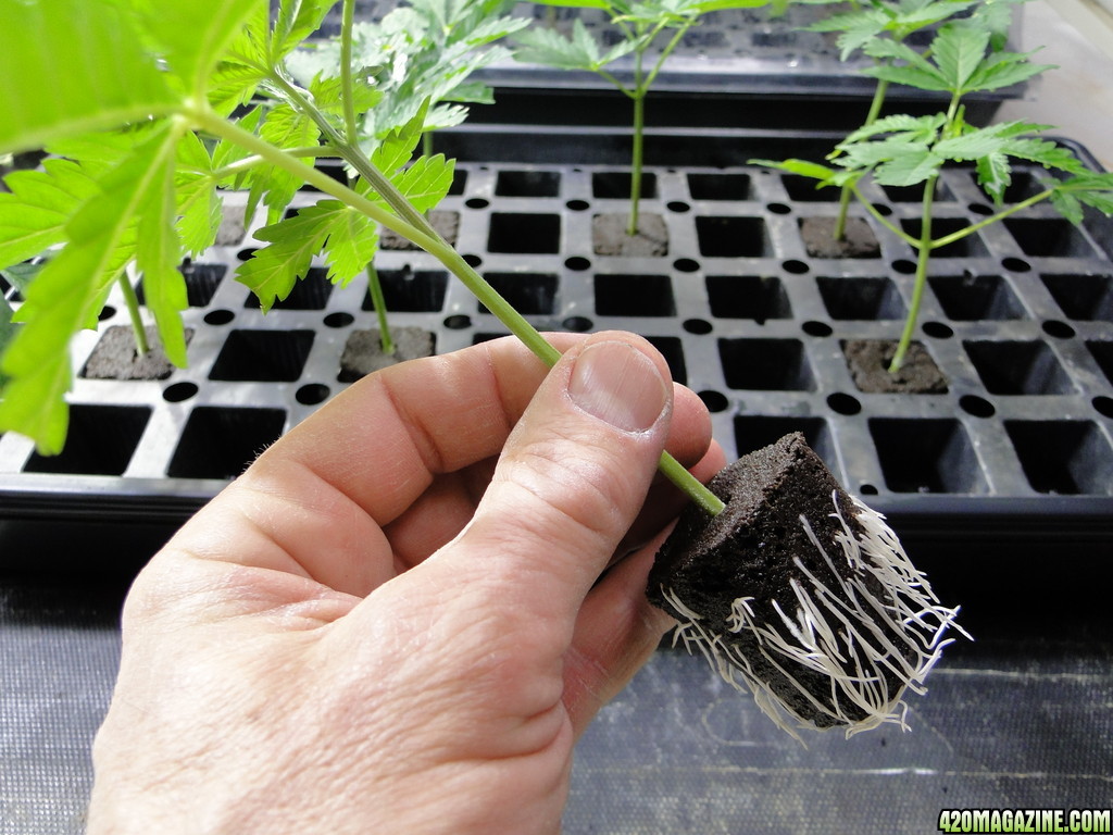 GrandPowKush Clones