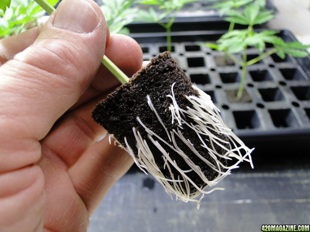 GrandPowKush Clones