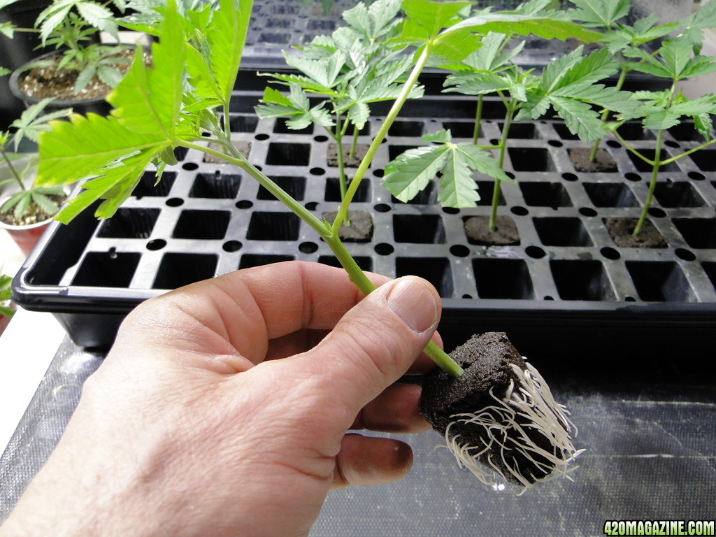 GrandPowKush Clones