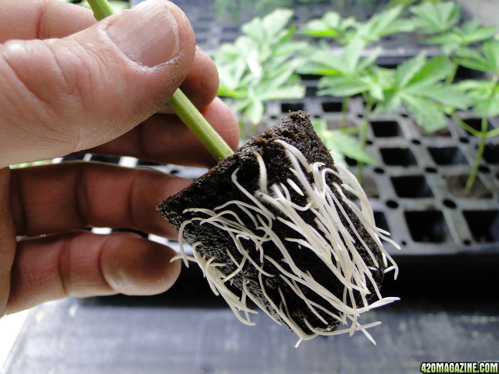 GrandPowKush Clones