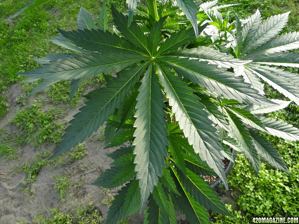 GrandPowKush Fan Leaf