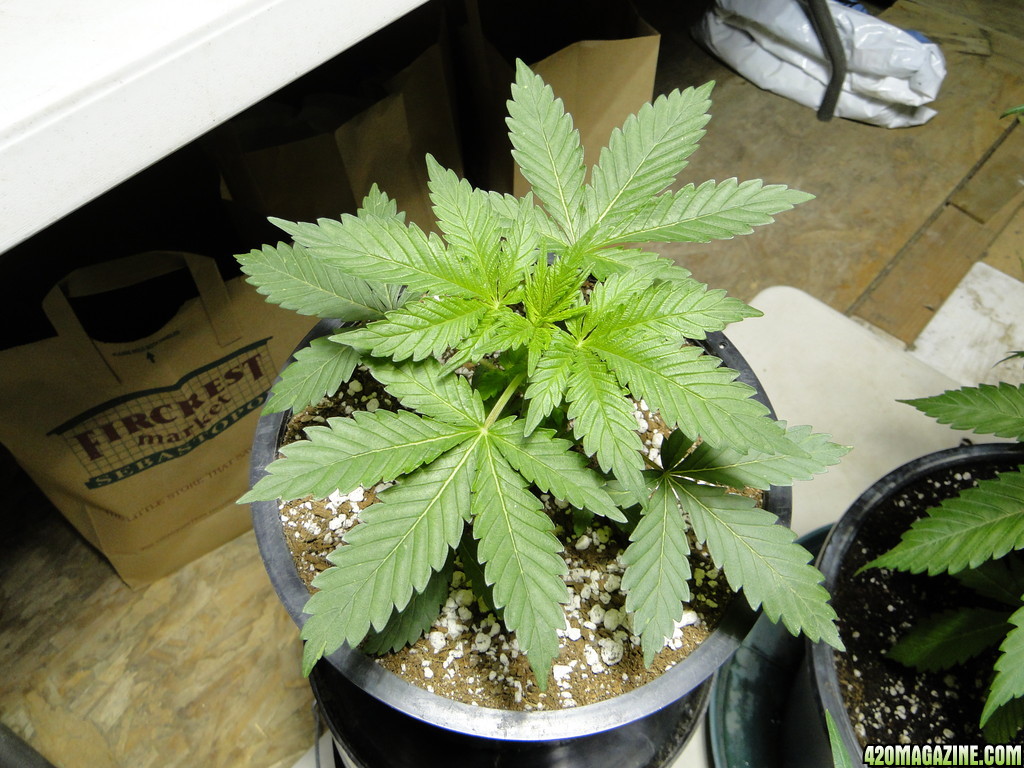 GrandPowKush Mother Plant