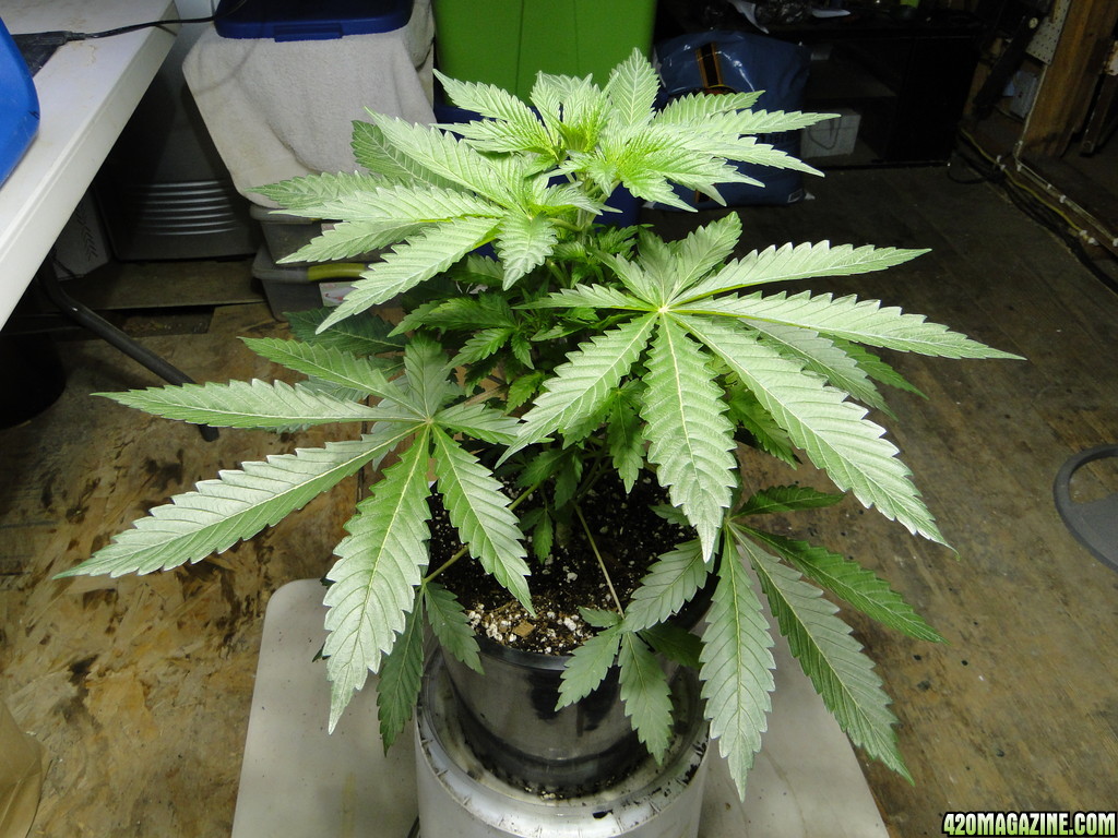 GrandPowKush Mother Plant