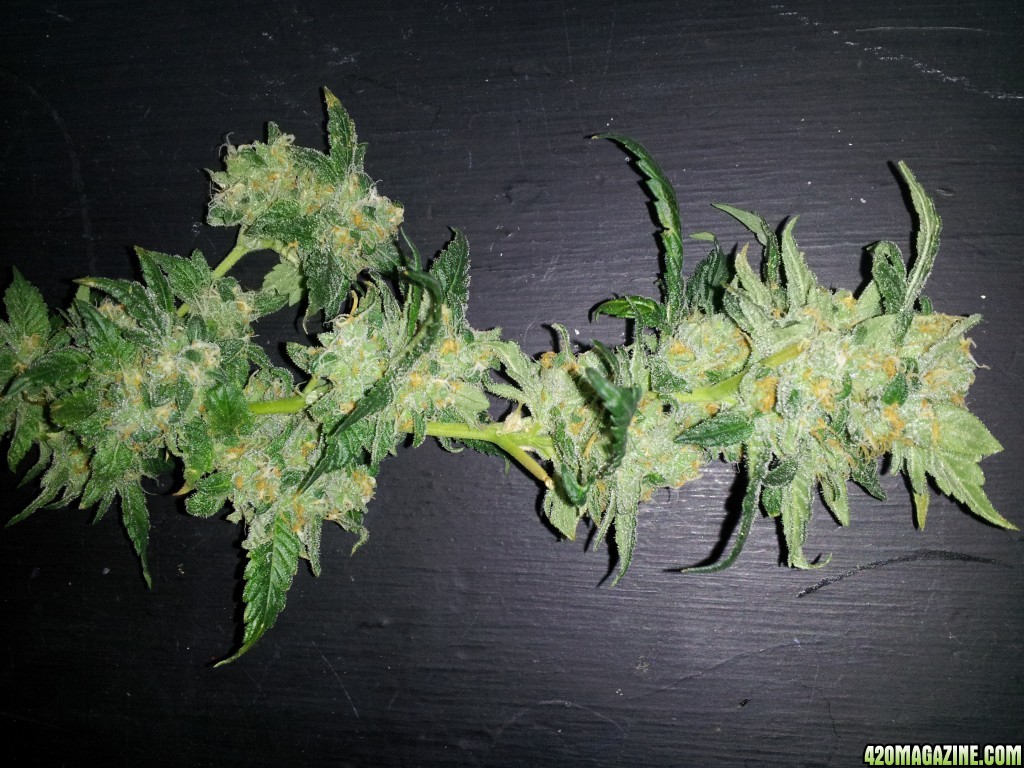 GRAPE AK-47