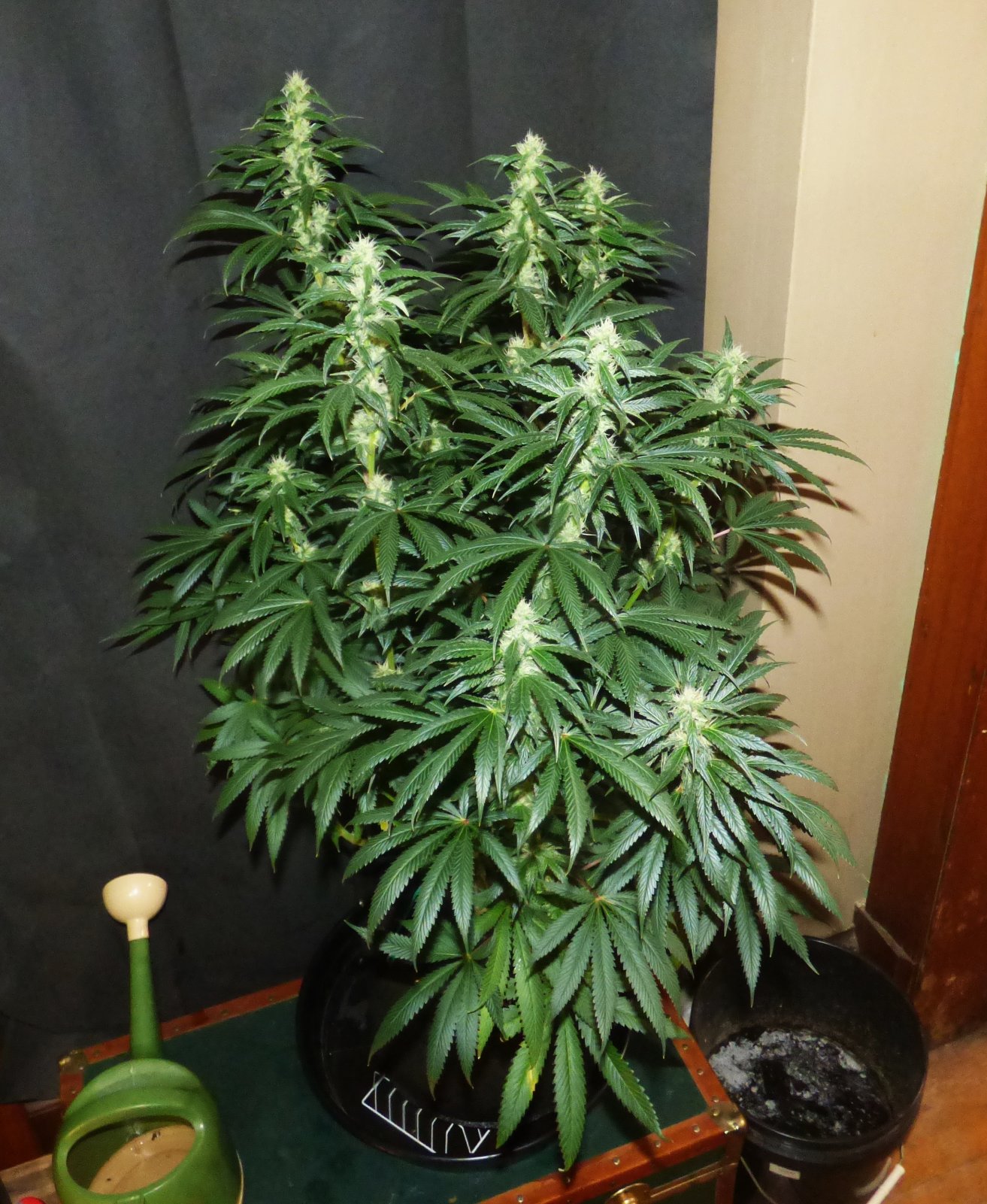 Grape Ape 5-2-22 F35.JPG