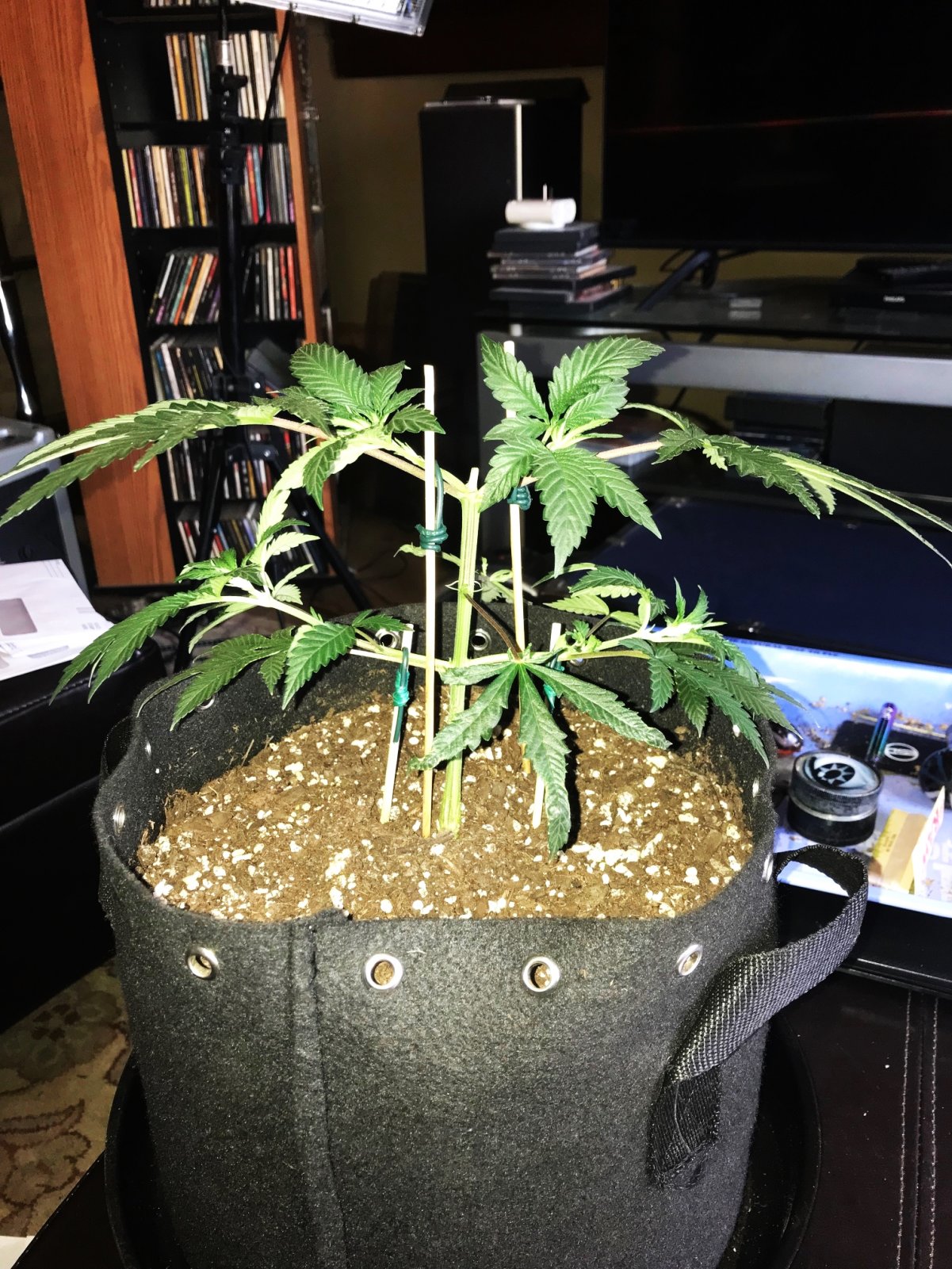 Grape Ape clone 4-16-22 D25.jpg