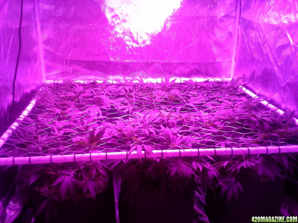 Grape Ape LED ScroG