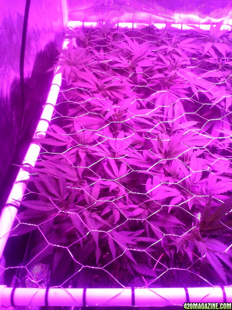 Grape Ape LED ScroG