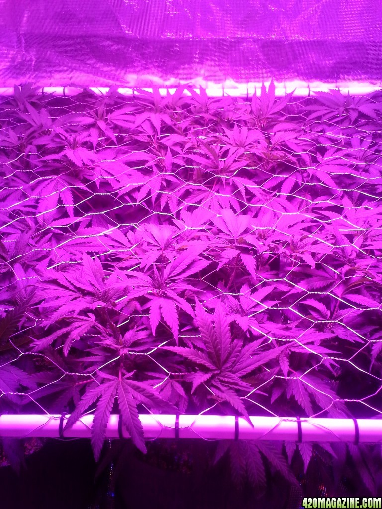 Grape Ape LED ScroG