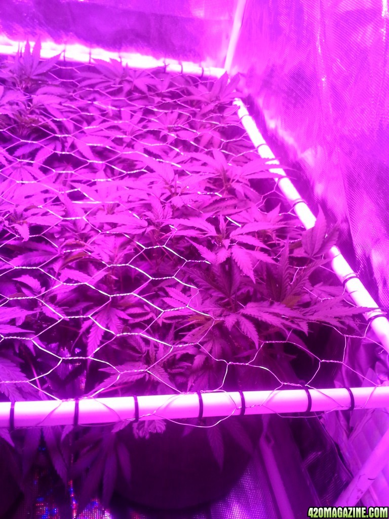 Grape Ape LED ScroG