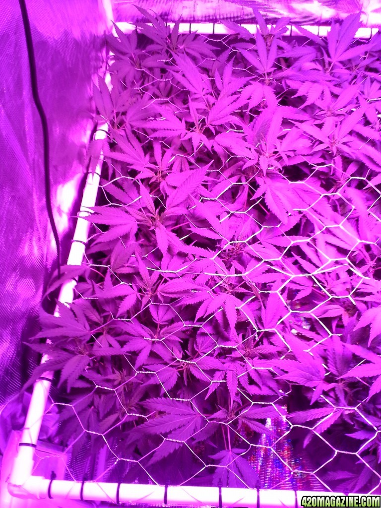 Grape Ape LED ScroG