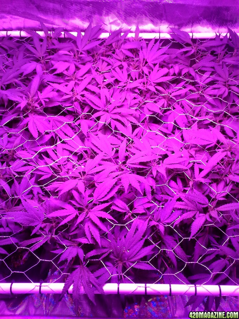 Grape Ape LED ScroG