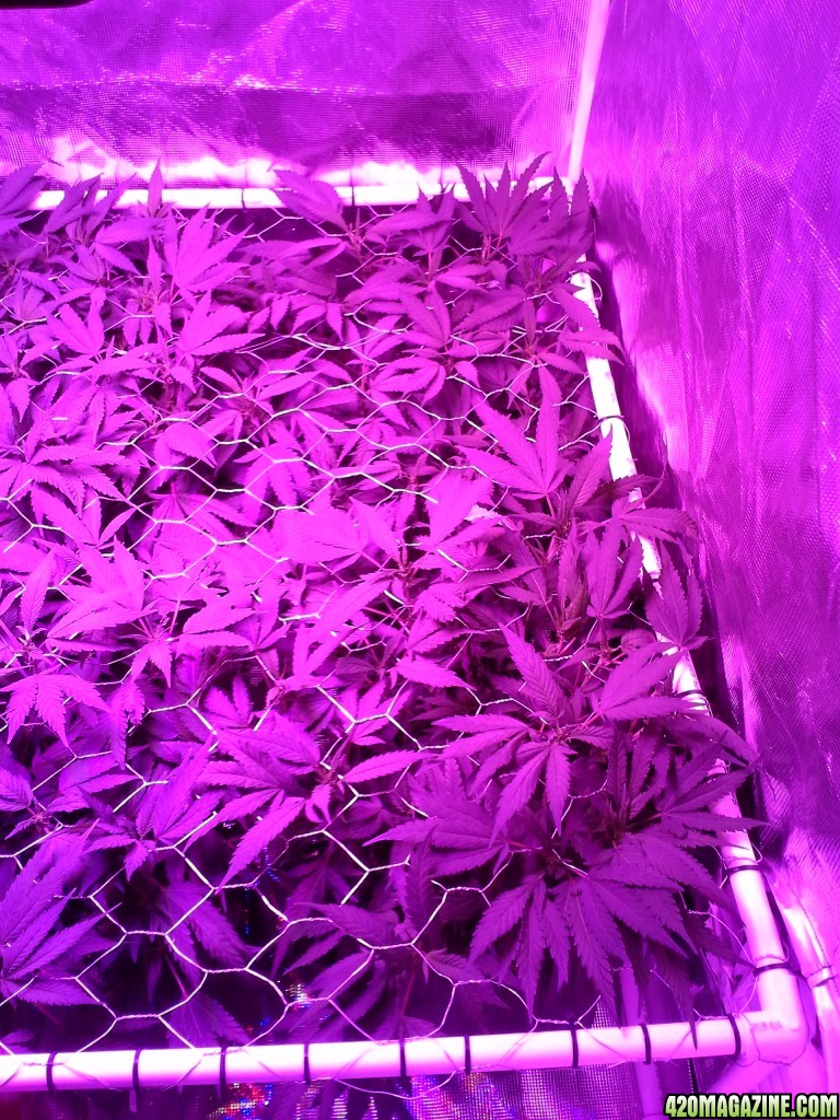 Grape Ape LED ScroG