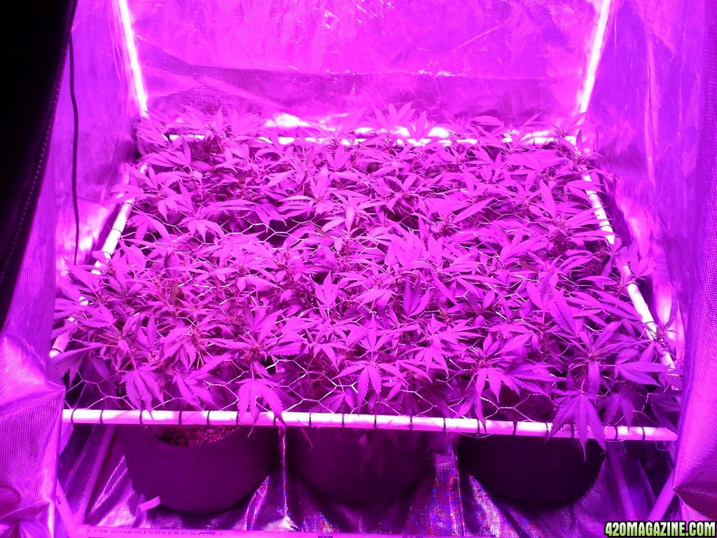 Grape Ape LED ScroG