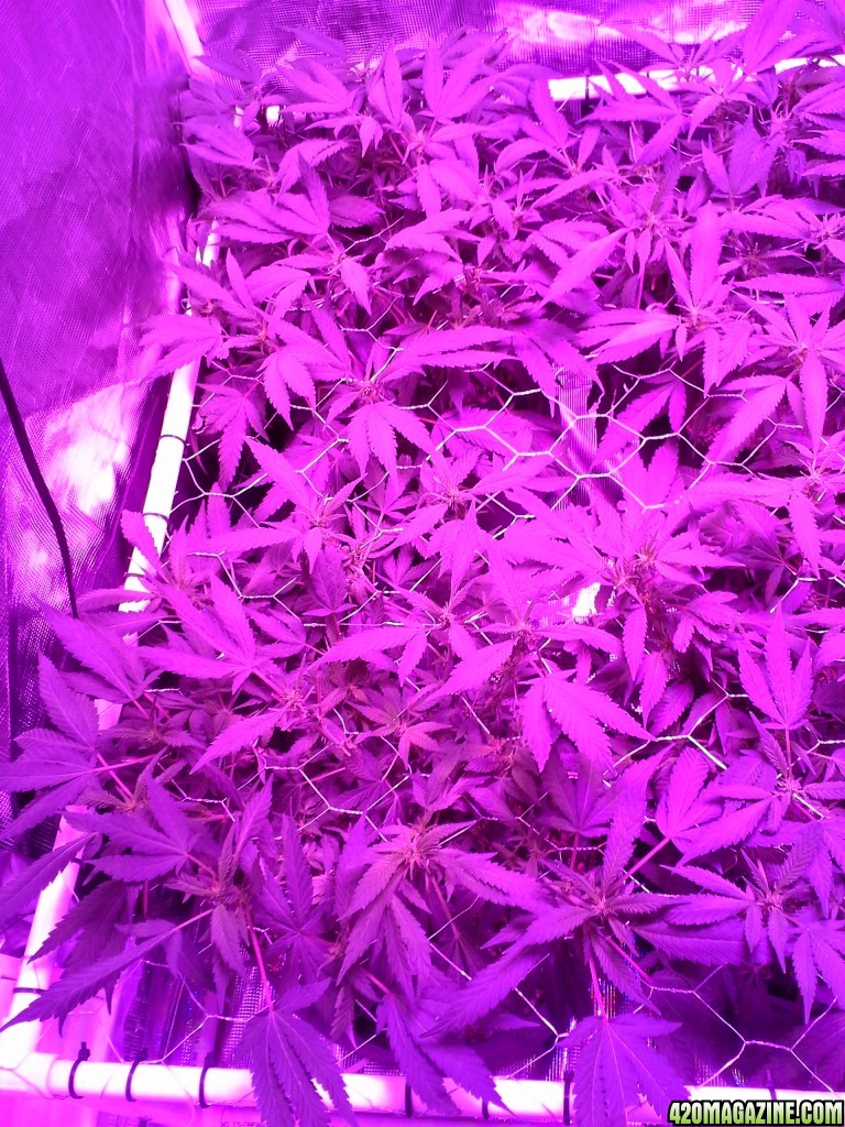 Grape Ape LED ScroG