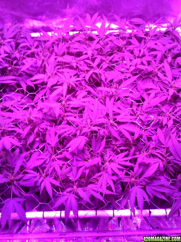 Grape Ape LED ScroG