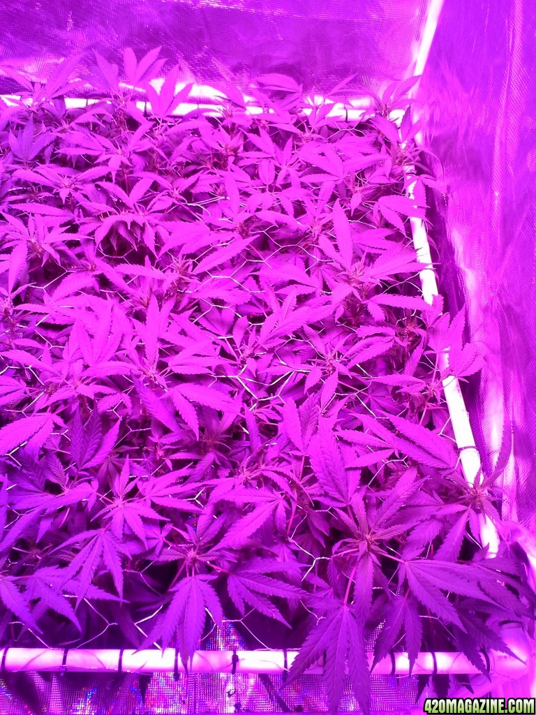 Grape Ape LED ScroG