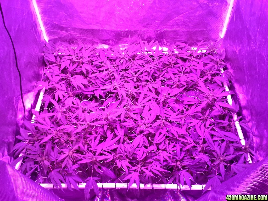 Grape Ape LED ScroG