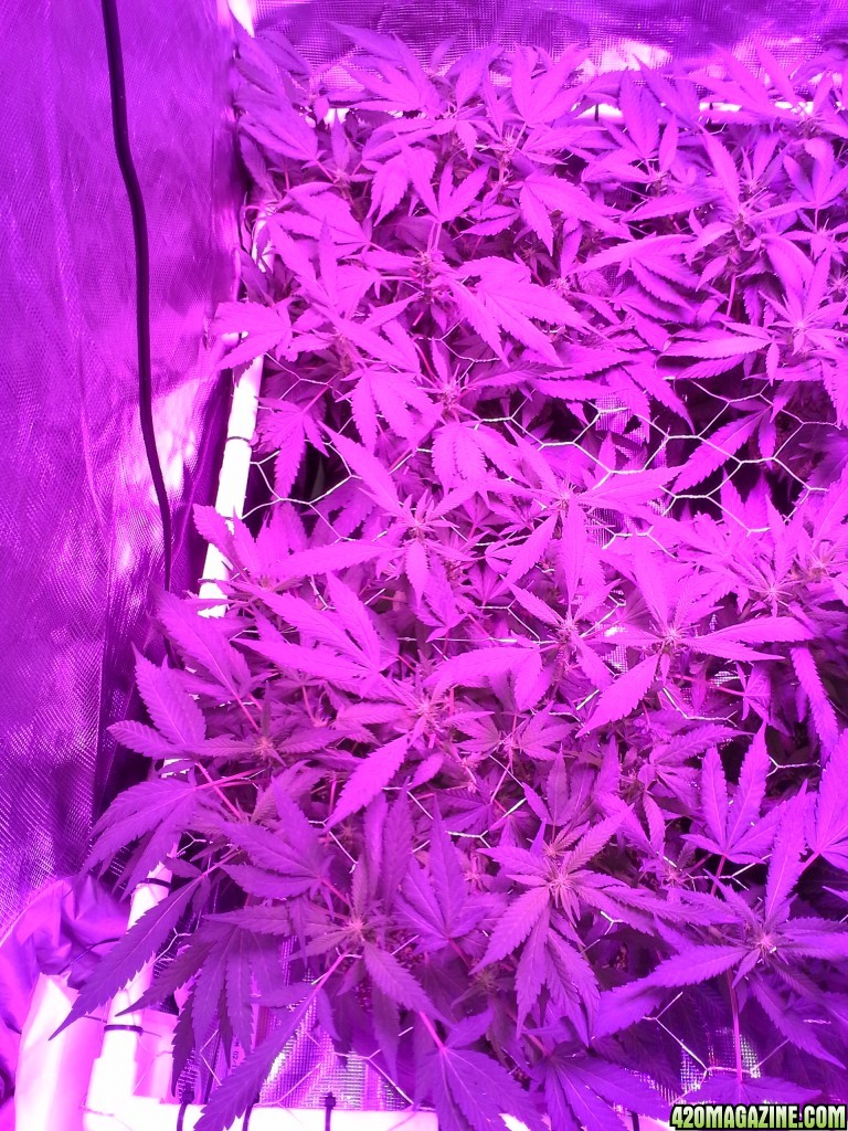 Grape Ape LED ScroG