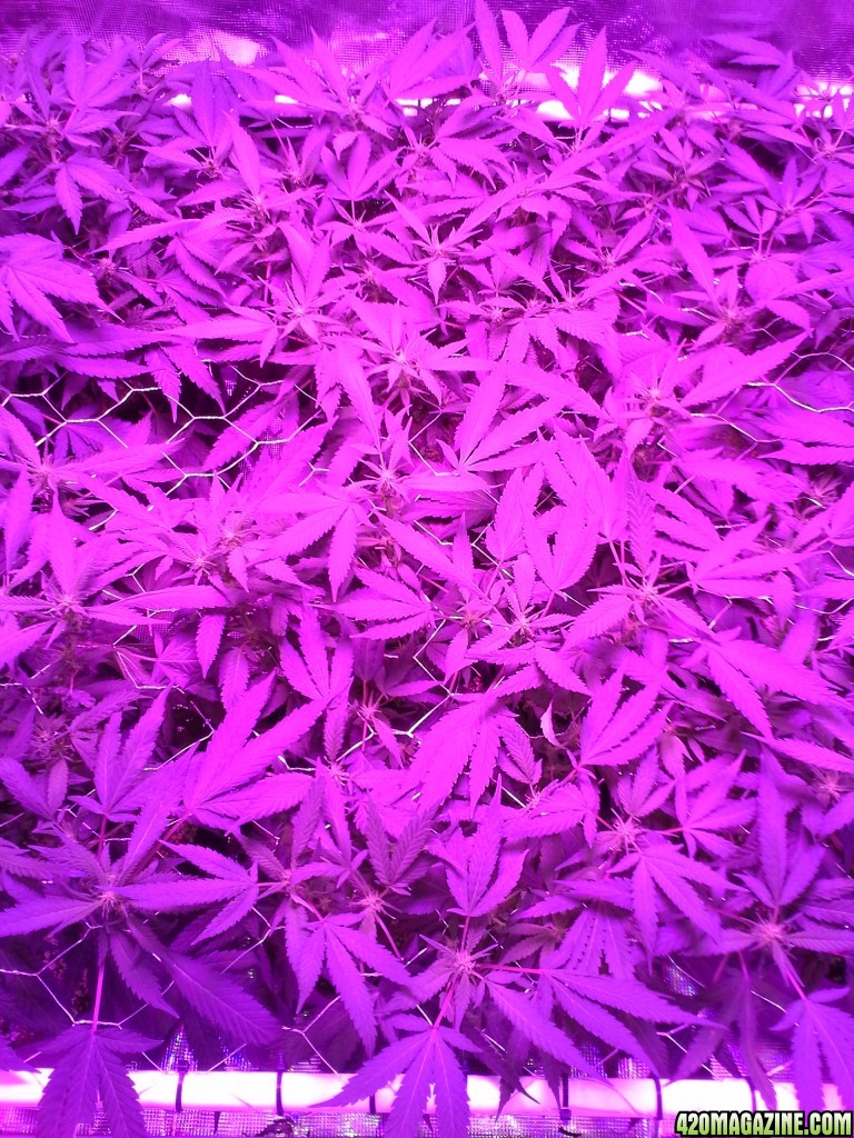 Grape Ape LED ScroG