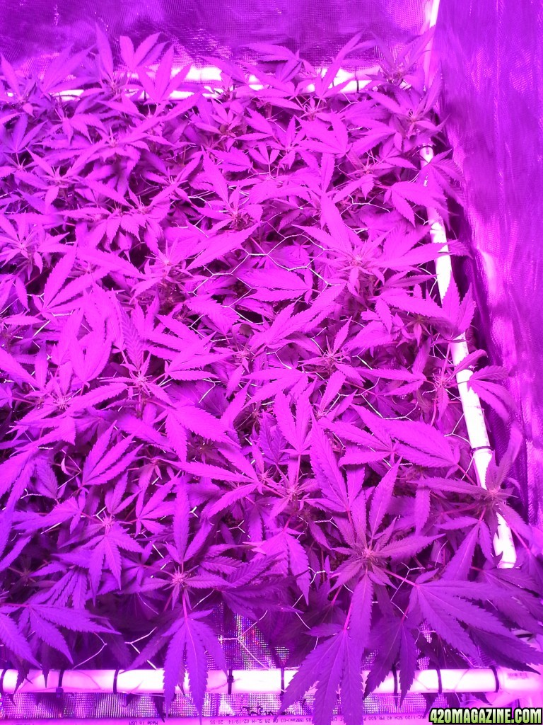 Grape Ape LED ScroG