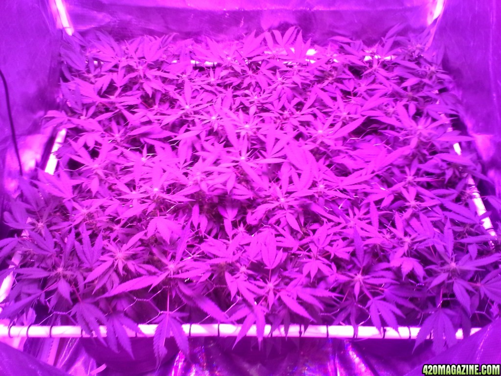 Grape Ape LED ScroG