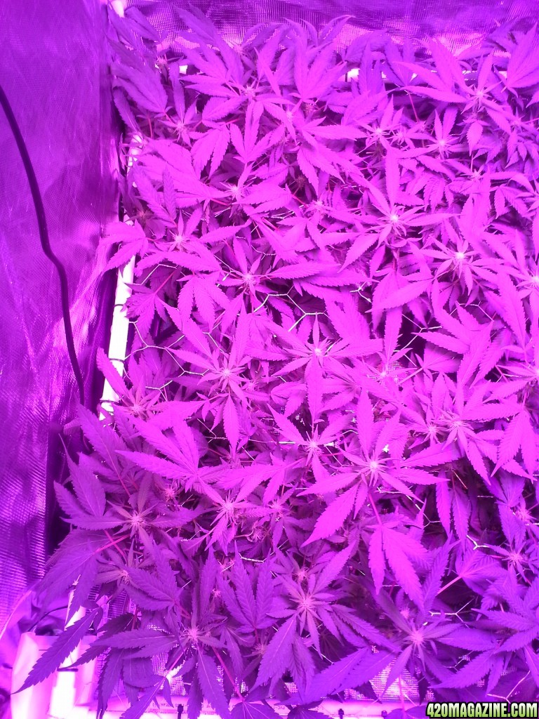 Grape Ape LED ScroG