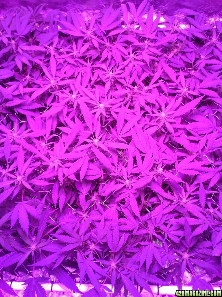 Grape Ape LED ScroG