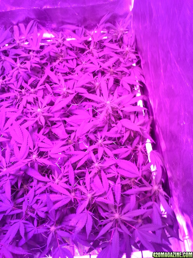 Grape Ape LED ScroG