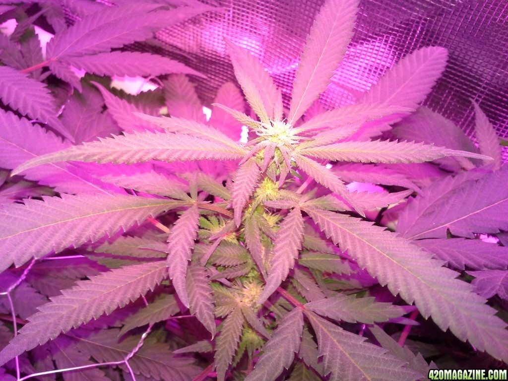 Grape Ape LED ScroG