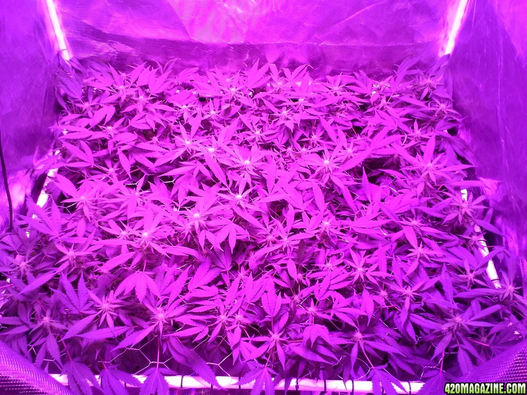 Grape Ape LED ScroG