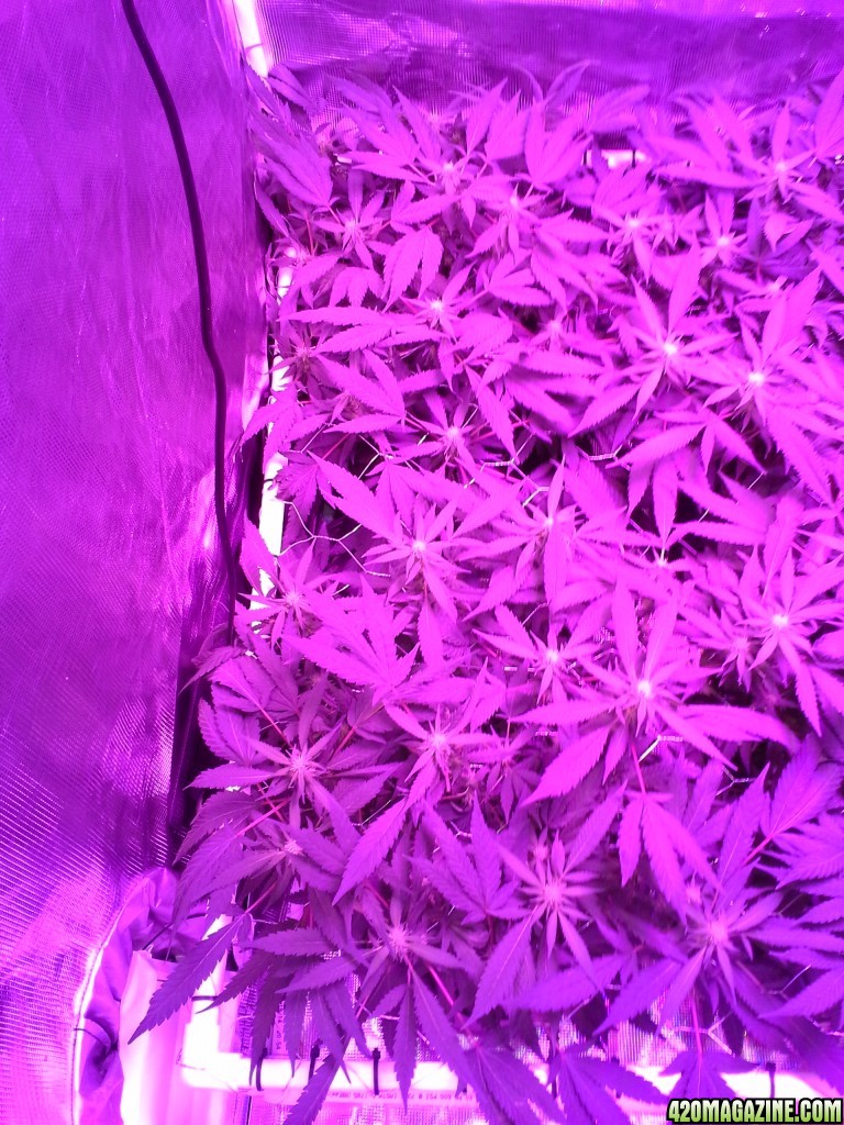 Grape Ape LED ScroG