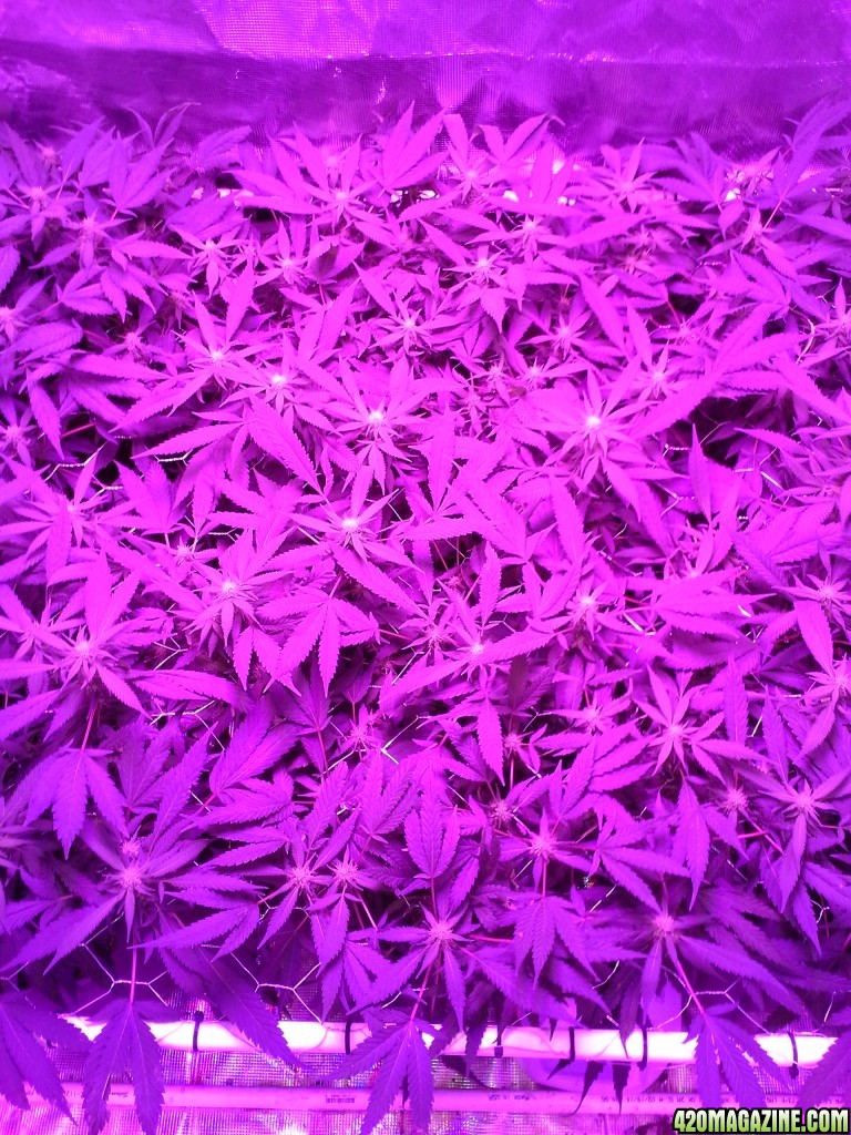 Grape Ape LED ScroG