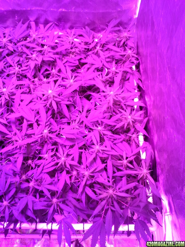 Grape Ape LED ScroG