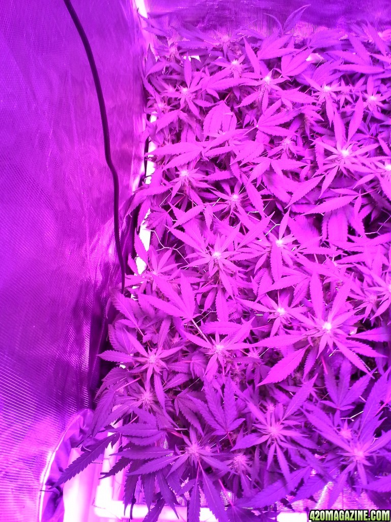 Grape Ape LED ScroG