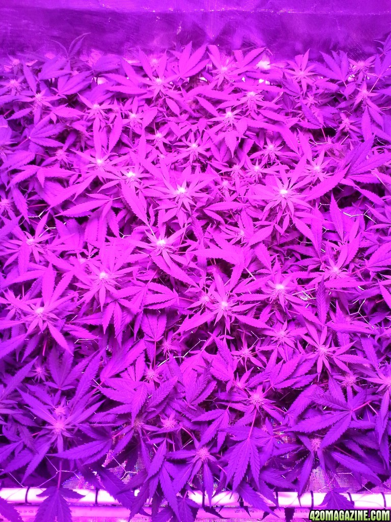 Grape Ape LED ScroG