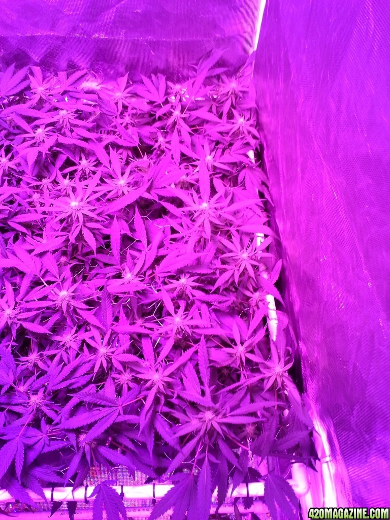 Grape Ape LED ScroG