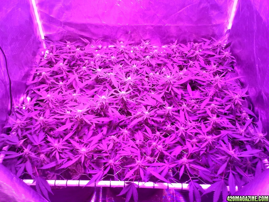 Grape Ape LED ScroG