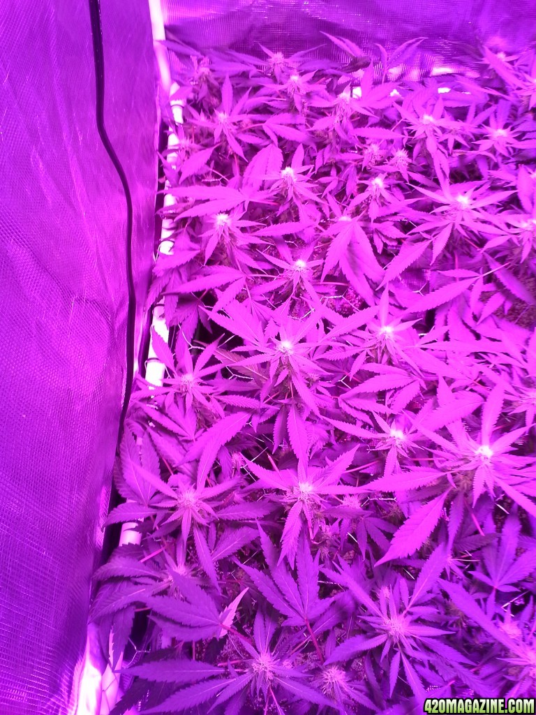 Grape Ape LED ScroG