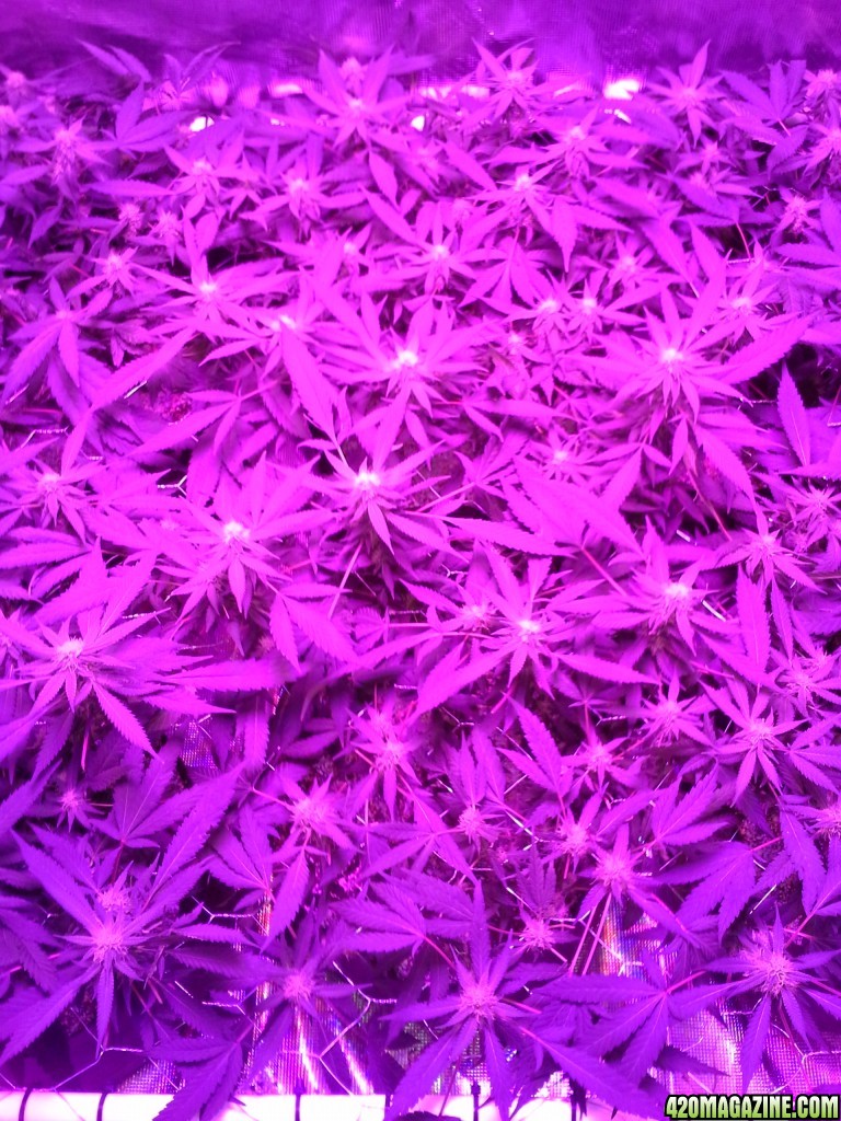 Grape Ape LED ScroG